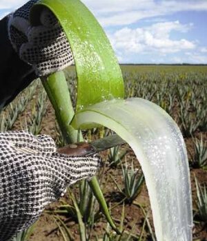 corte de las hojas de aloe vera interior de una hoja de sábila