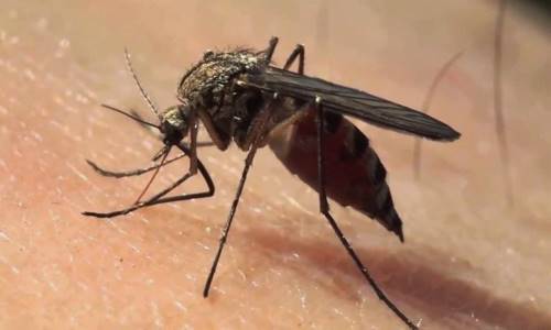 mosquito fiebre hemorrágica viral