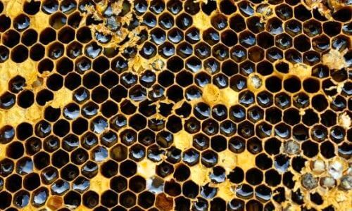 tripofobia-panel-de-abejas