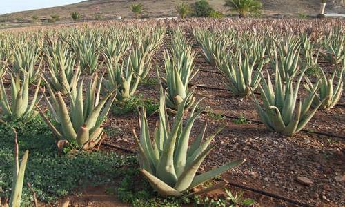 Cultivo de aloe vera