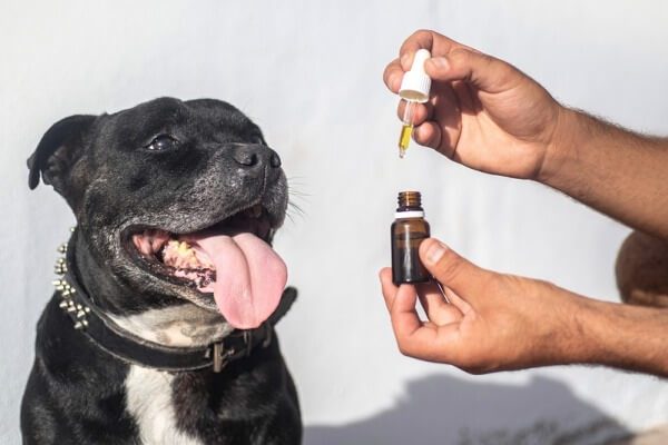 CBD para mascotas