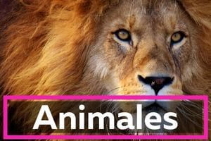 CurioSfera Animales