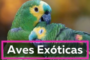 todas las aves exóticas