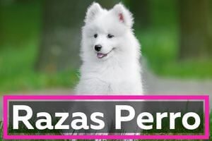 Todas las razas de perro