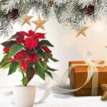 Las tradiciones navideñas en España