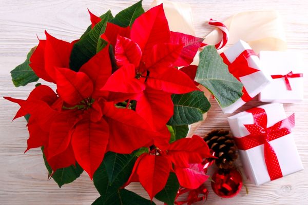 Tradición navideña regalar la flor de pascua